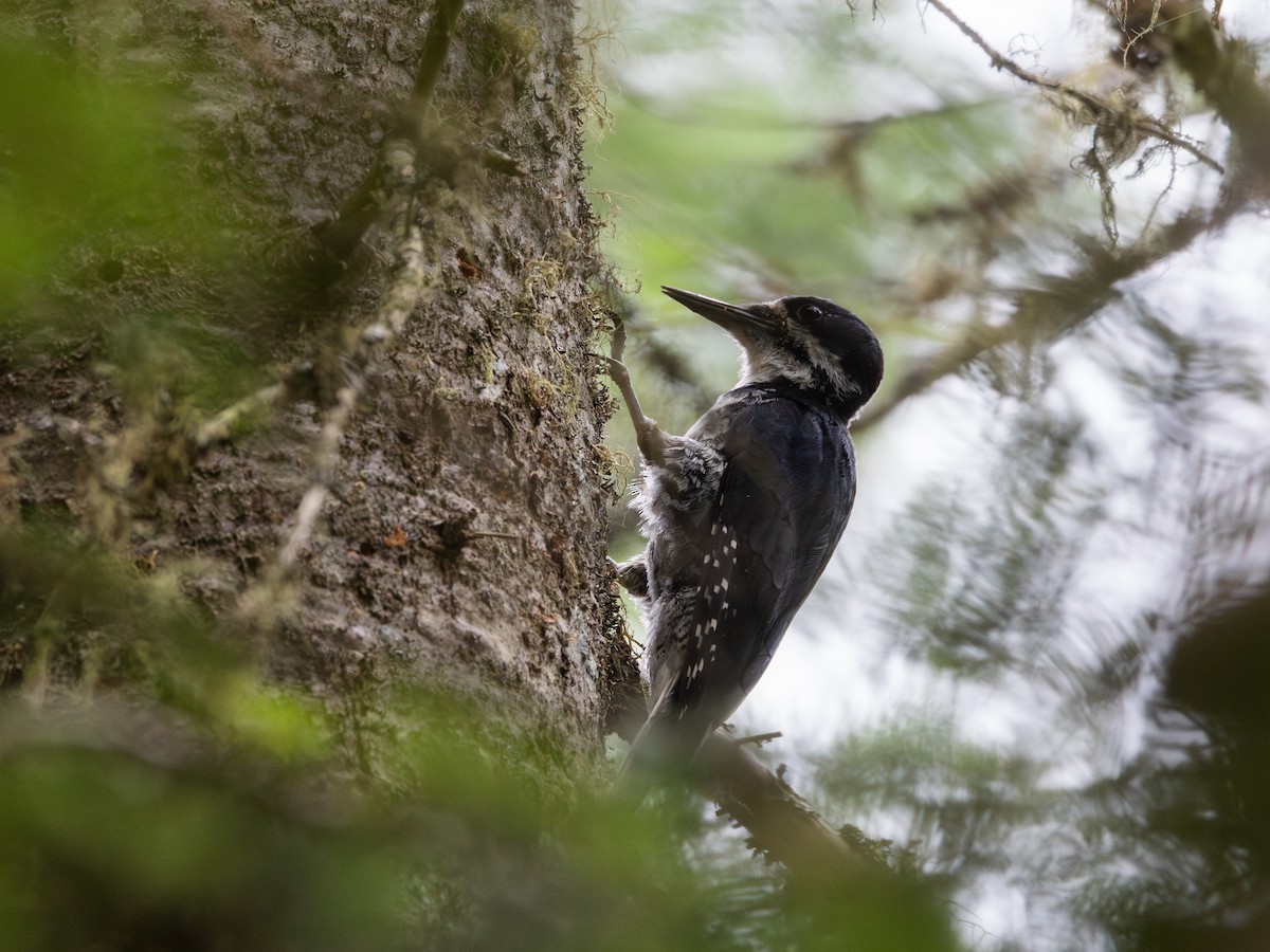 Black-backed Woodpecker - ML638417380