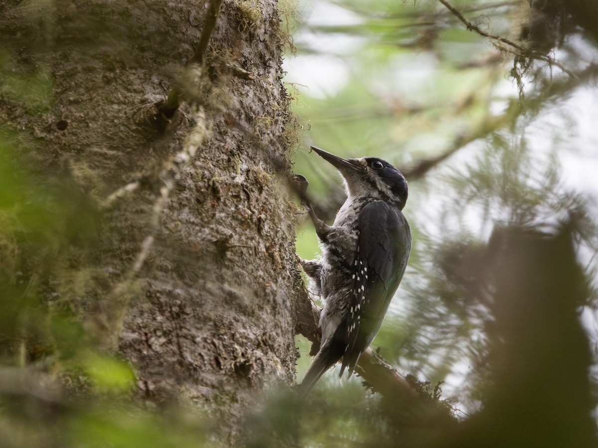 Black-backed Woodpecker - ML638417381