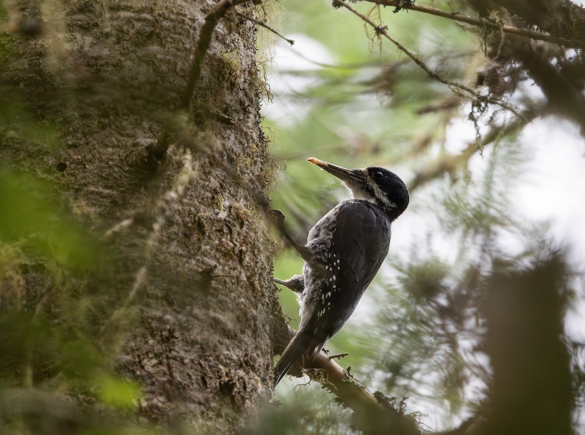 Black-backed Woodpecker - ML638417383