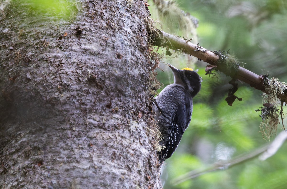 Black-backed Woodpecker - ML638417386
