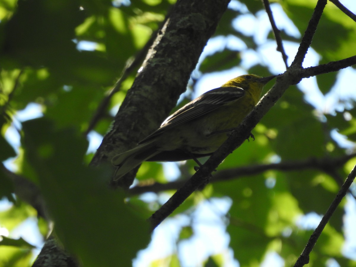Pine Warbler - ML638417388