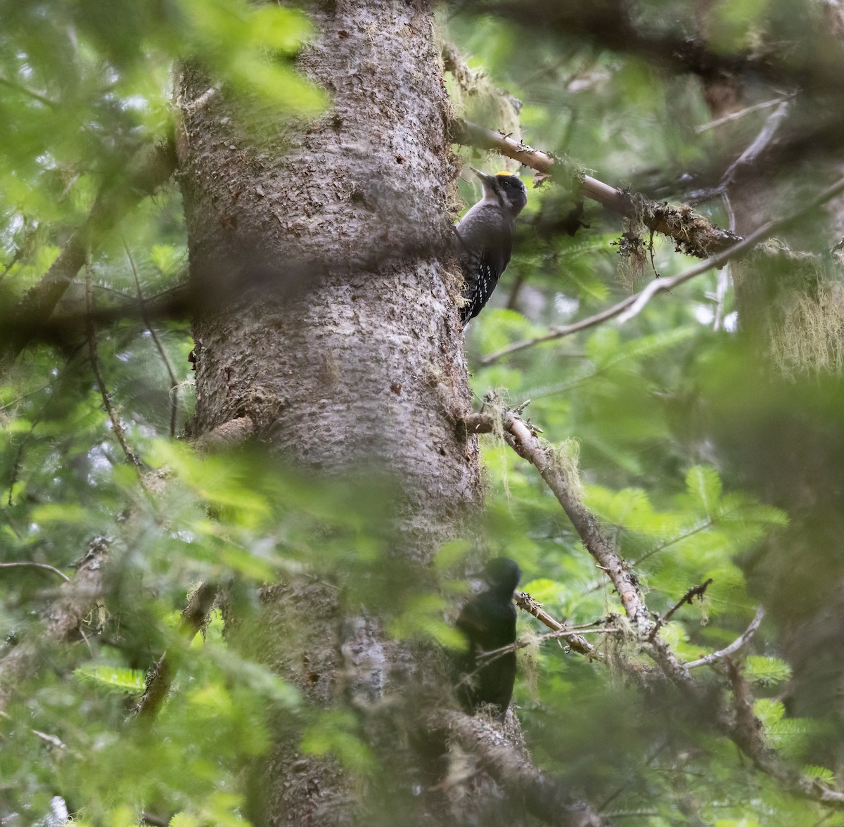 Black-backed Woodpecker - ML638417390