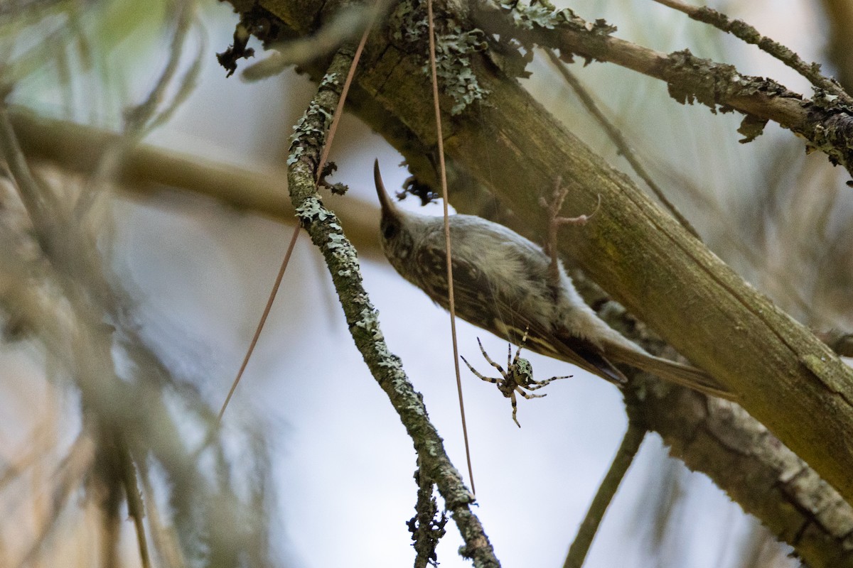 Brown Creeper - ML638417394