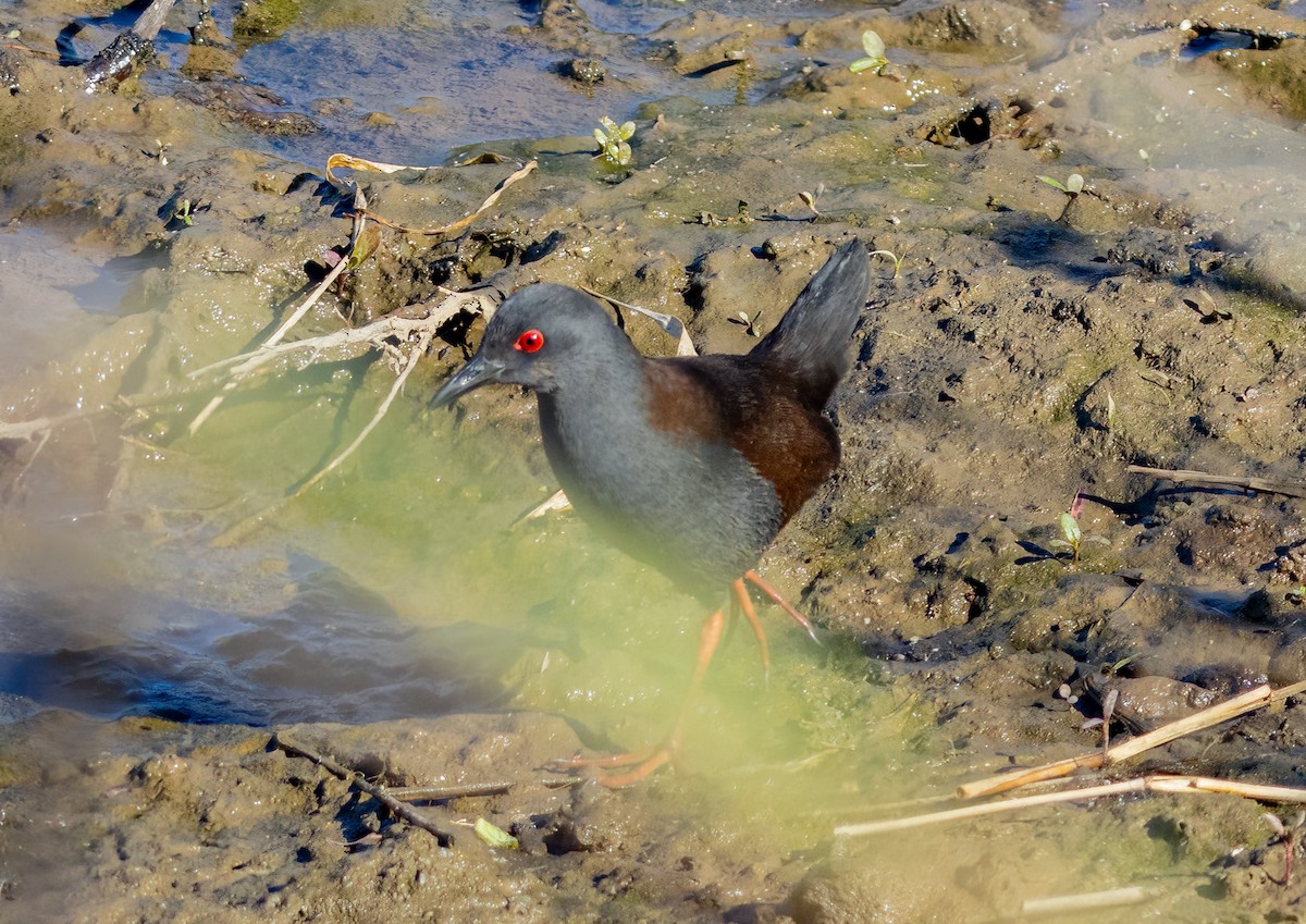 Spotless Crake - ML638417408