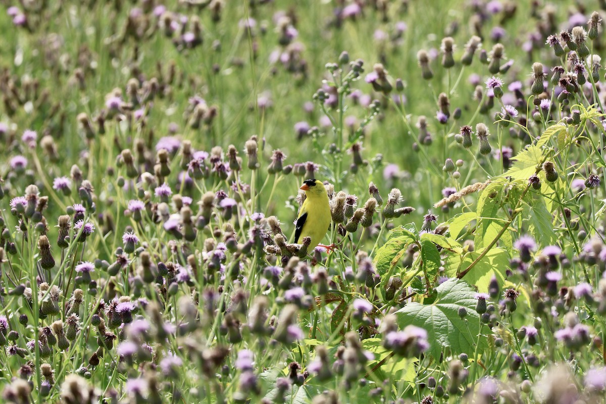 American Goldfinch - ML638417416