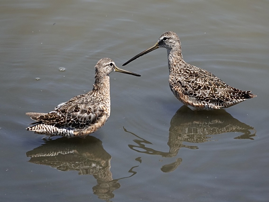 Long-billed Dowitcher - ML638417433