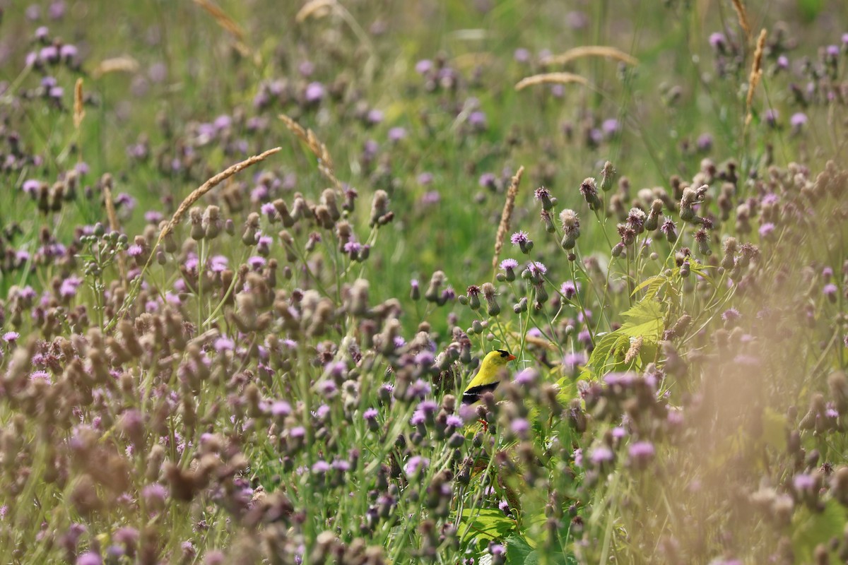 American Goldfinch - ML638417436