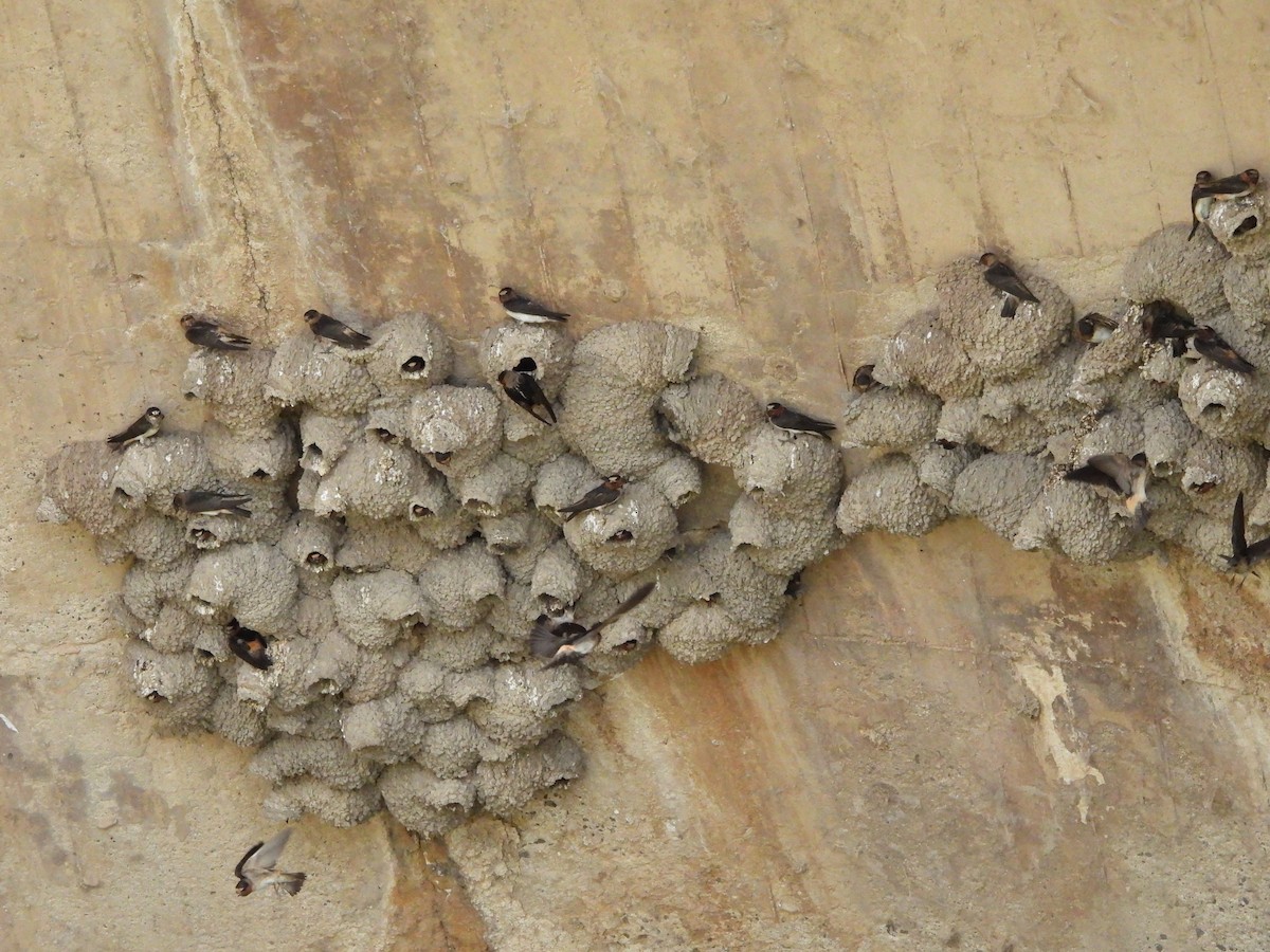 Cliff Swallow - ML638417448
