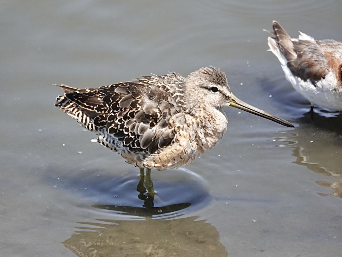 Long-billed Dowitcher - ML638417453