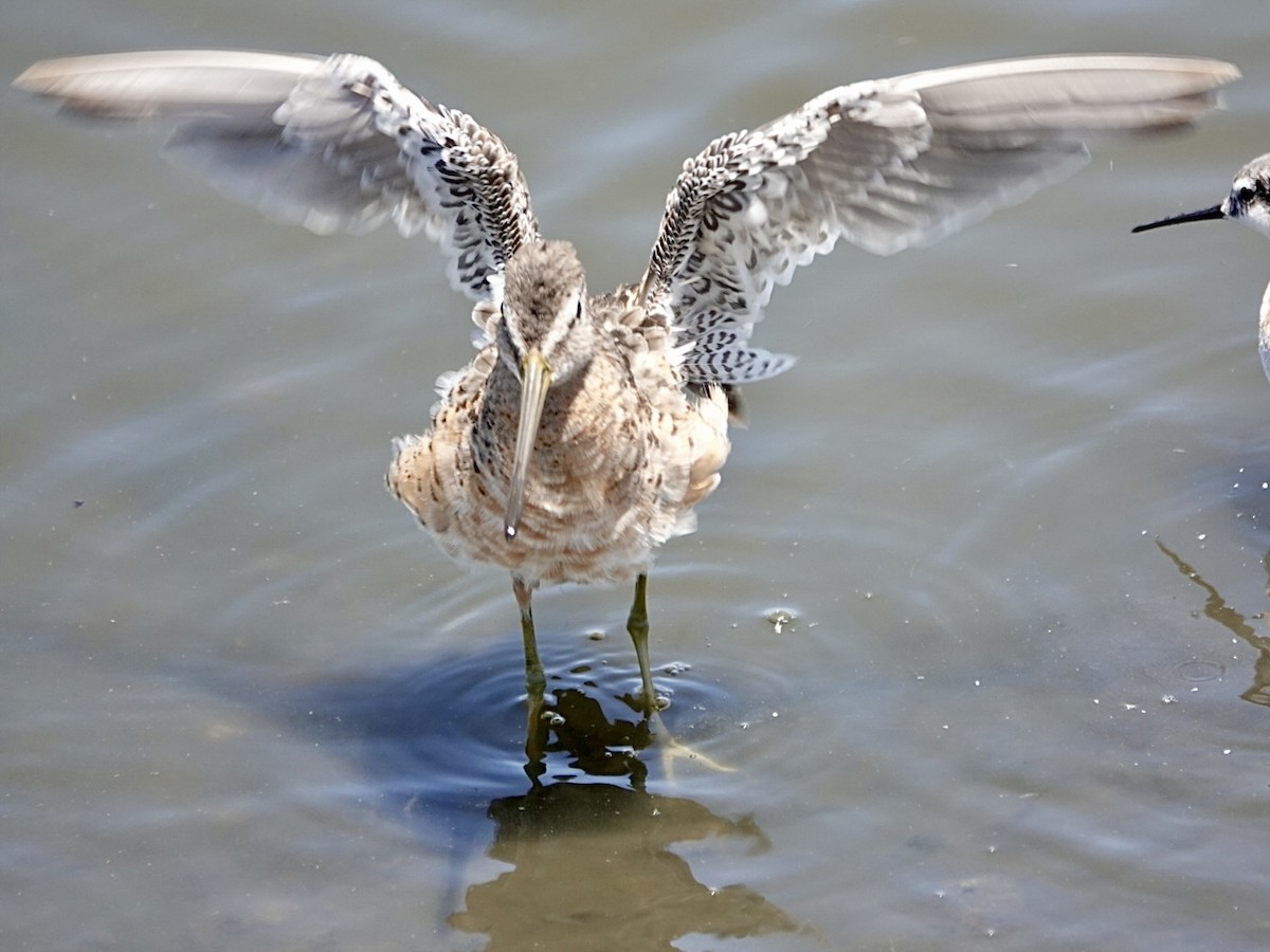 Long-billed Dowitcher - ML638417454