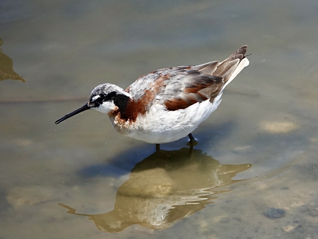 Wilson's Phalarope - ML638417479