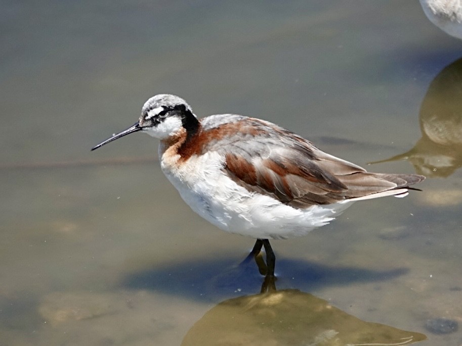 Wilson's Phalarope - ML638417480