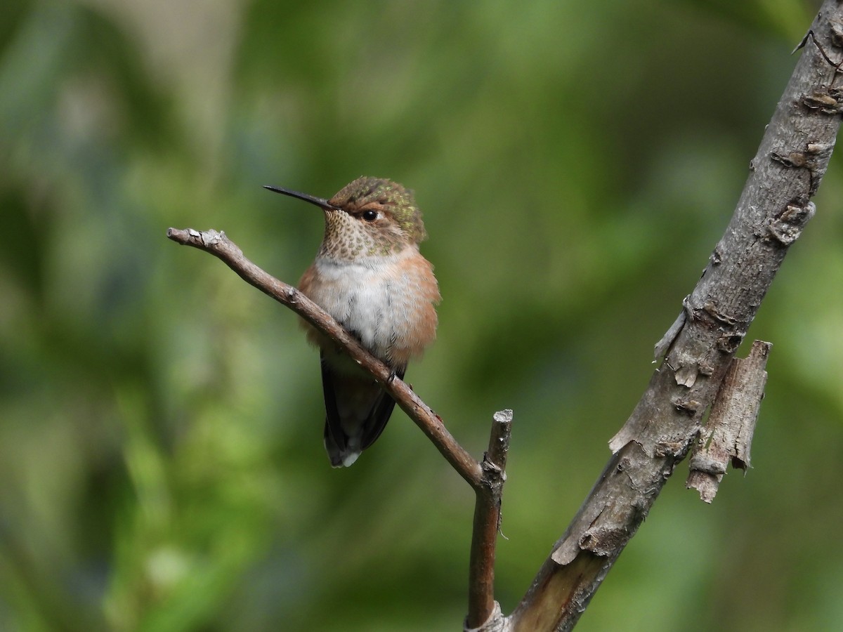 Rufous Hummingbird - ML638417485
