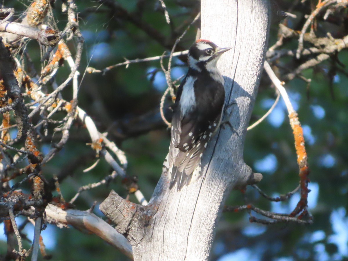 Downy Woodpecker - ML638417491