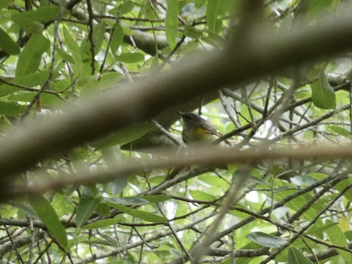American Redstart - ML638417570