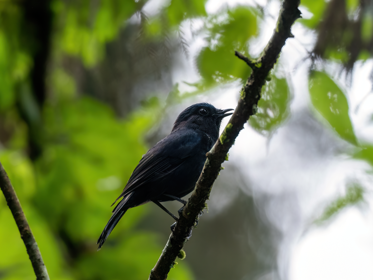 White-tailed Robin - ML638417603