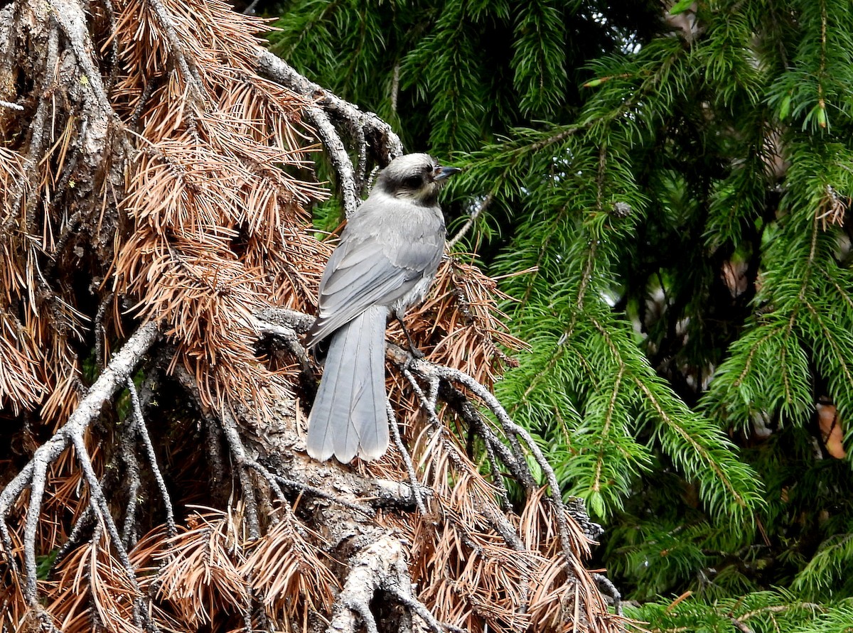 Canada Jay - ML638417626