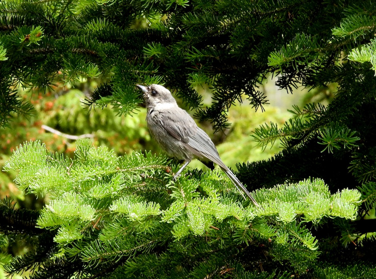 Canada Jay - ML638417627