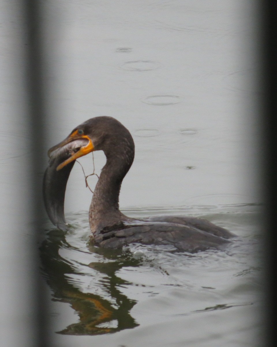 Cormorán Orejudo - ML638417638