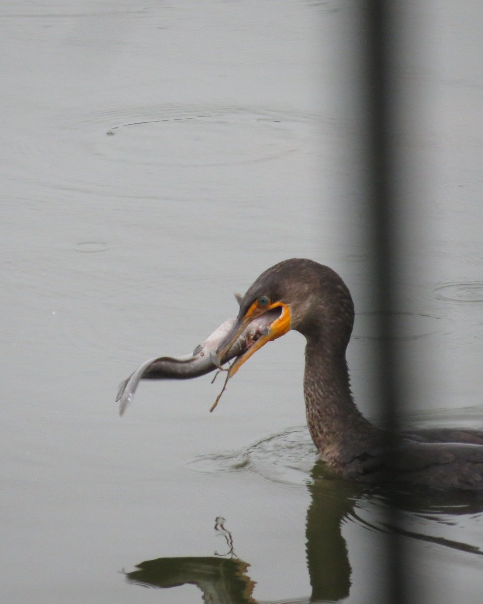 Cormorán Orejudo - ML638417639