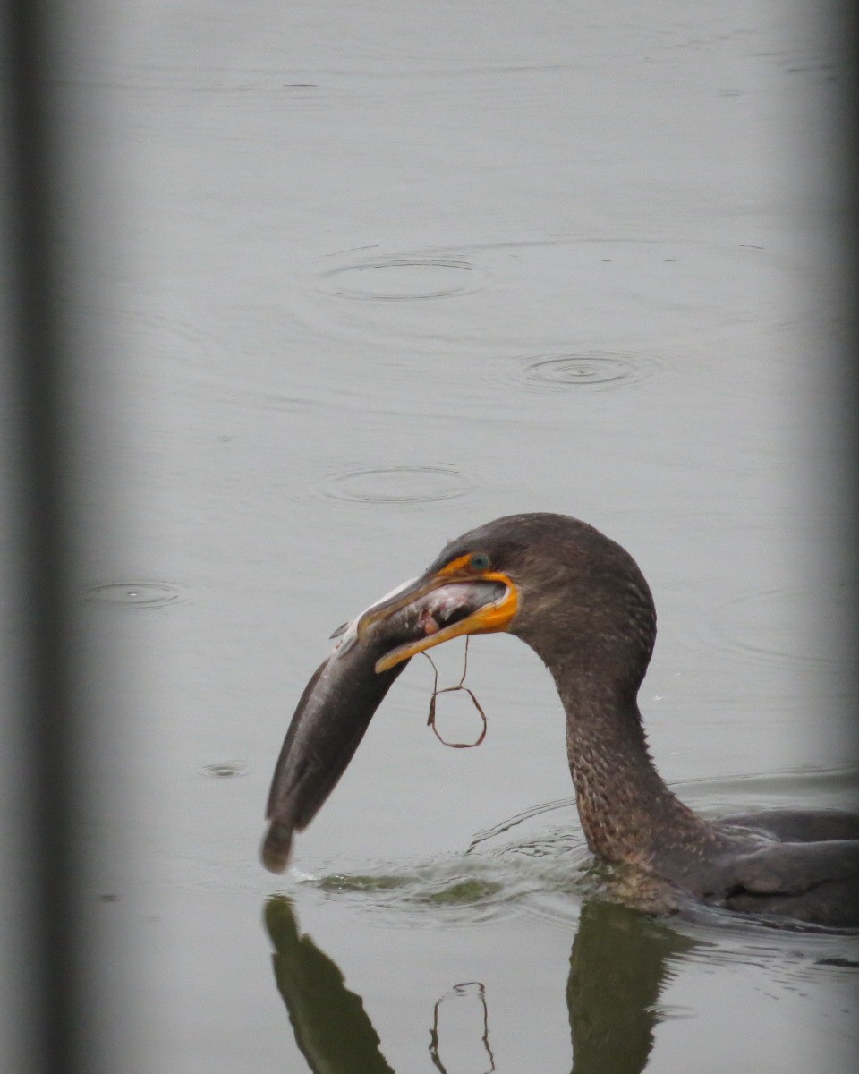 Cormorán Orejudo - ML638417640
