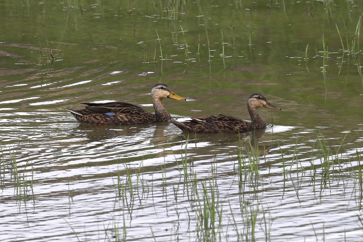 Mottled Duck - ML638417643