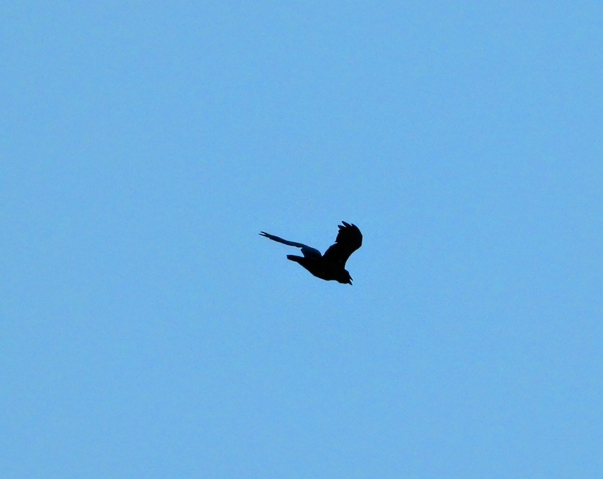 Common Raven - ML638417651