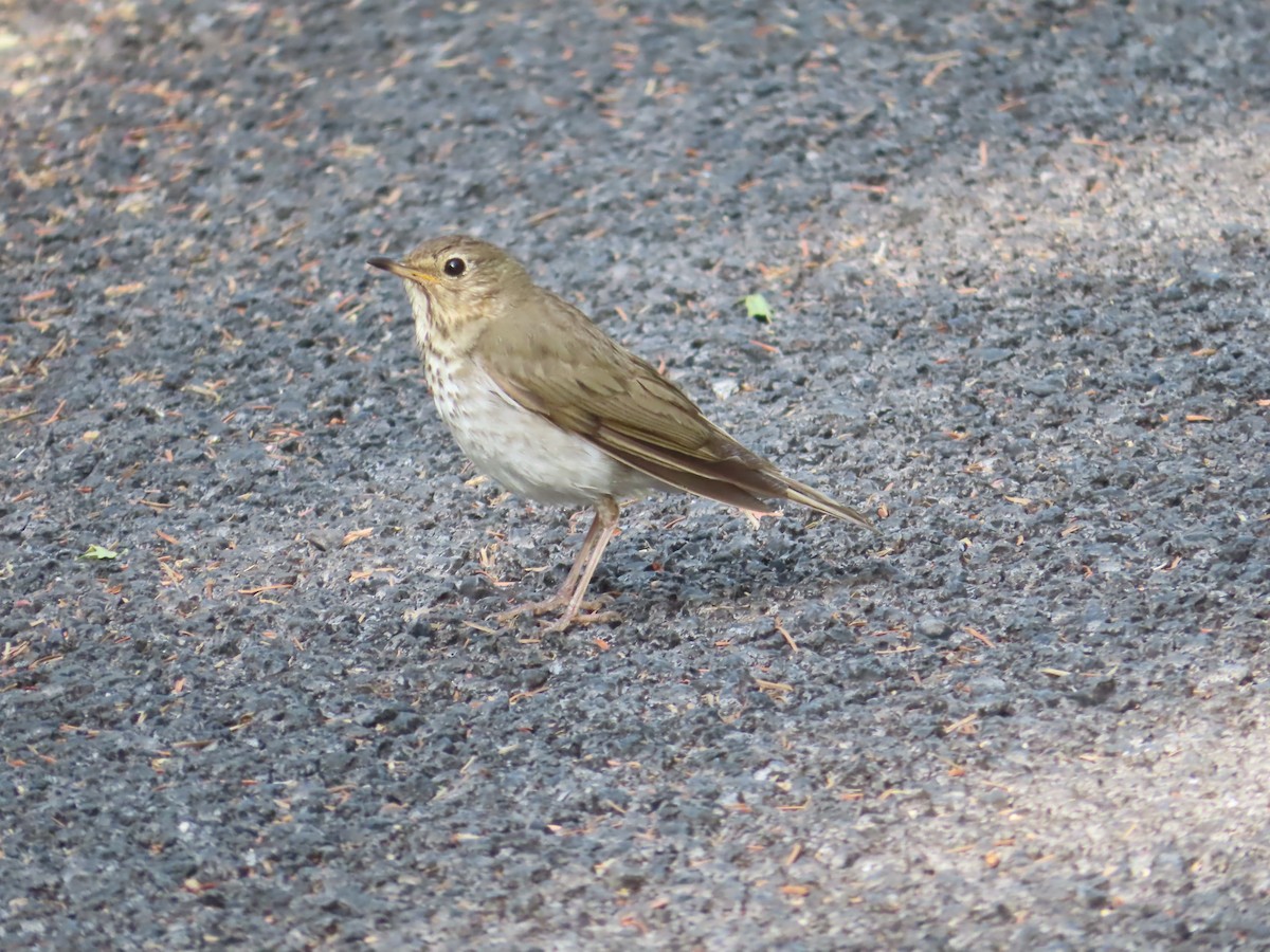 Swainson's Thrush - ML638417655