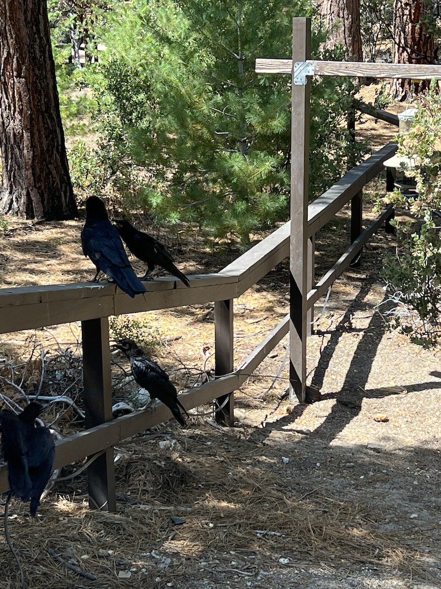Common Raven - ML638417656