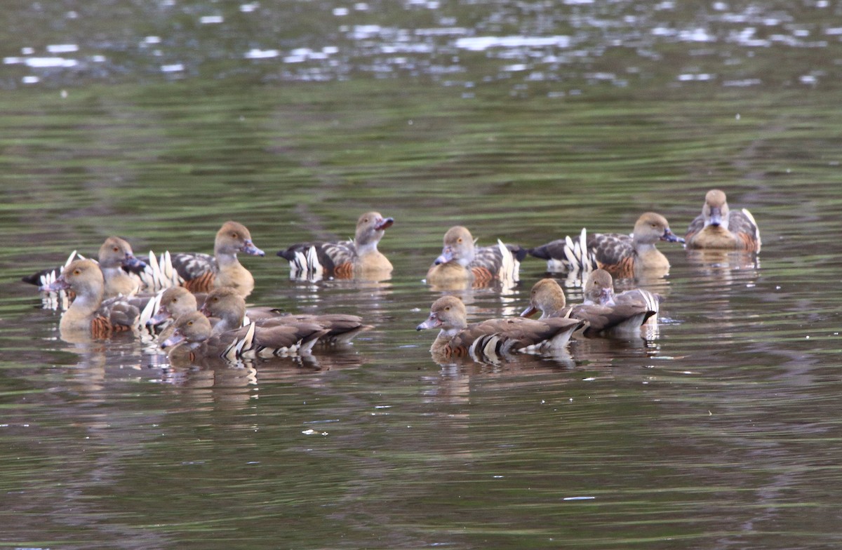 Plumed Whistling-Duck - ML638417684