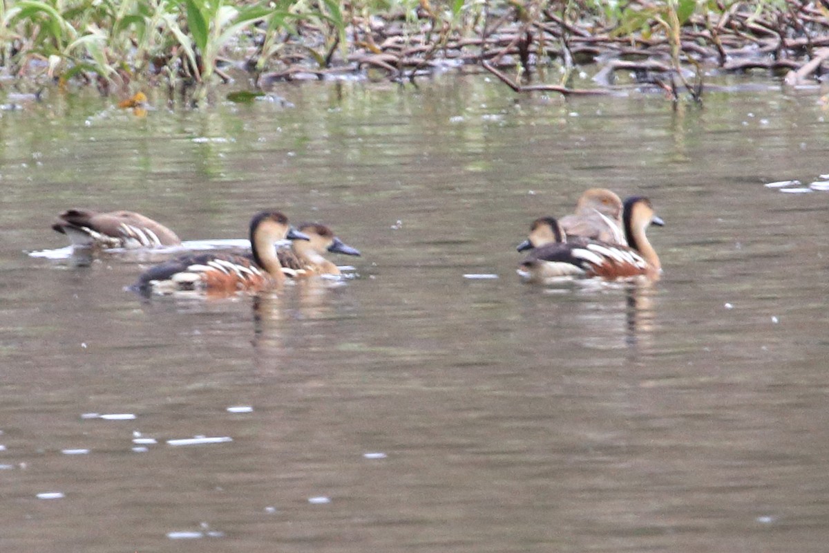 Wandering Whistling-Duck - ML638417688