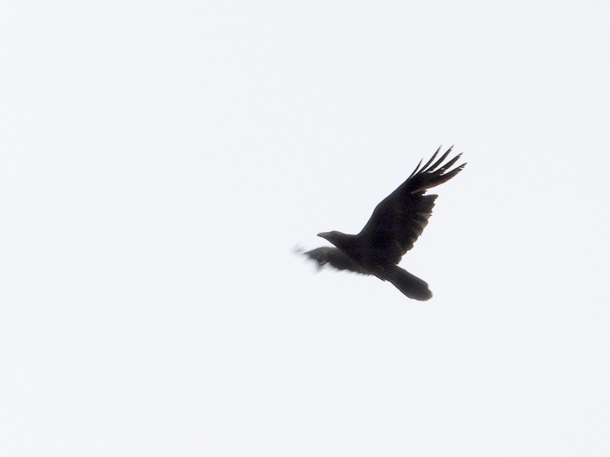 Common Raven - ML638417701
