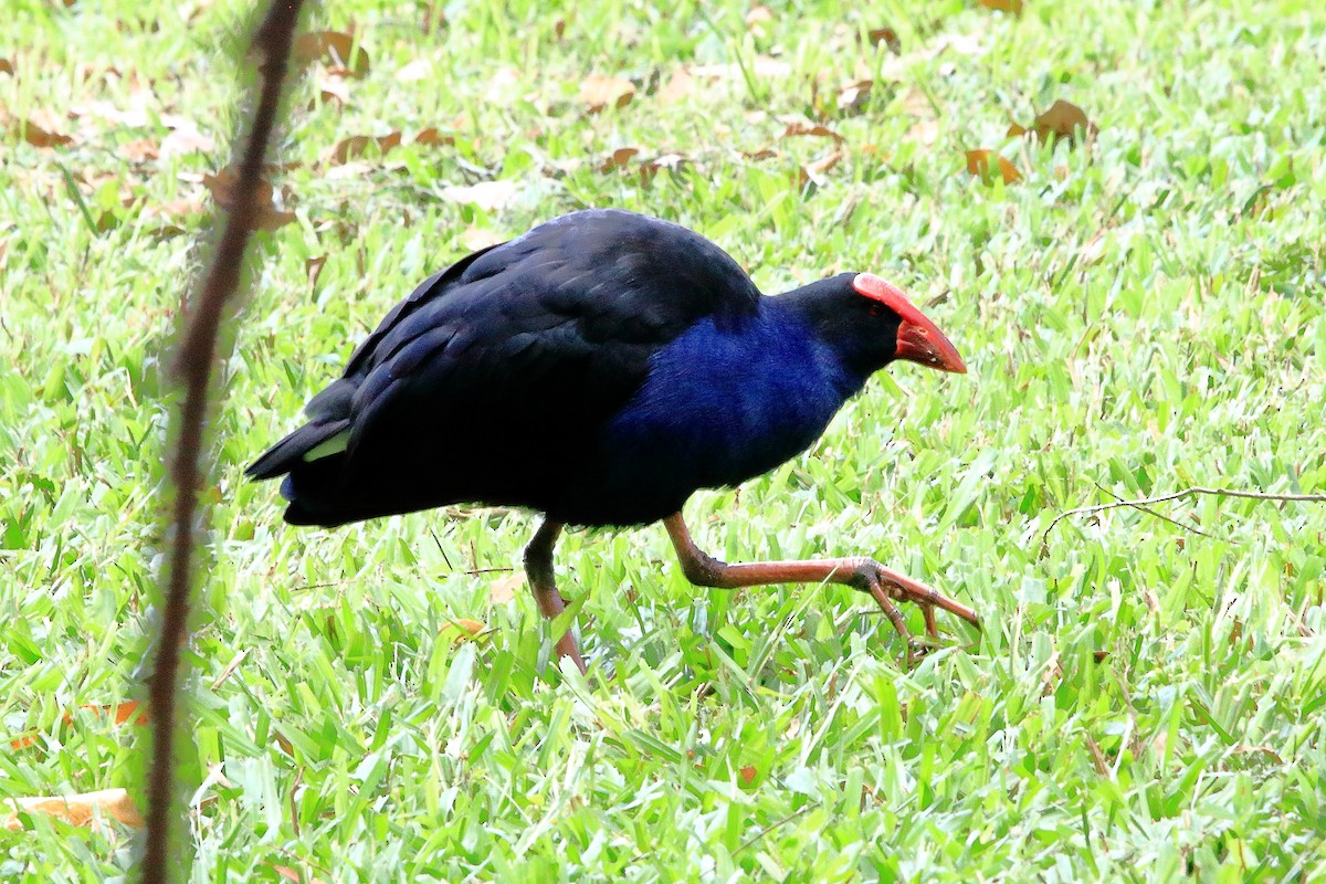 Australasian Swamphen - ML638417703