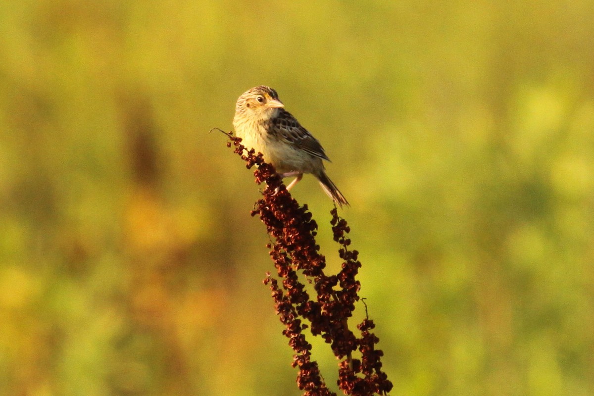 Grasshopper Sparrow - ML638417730