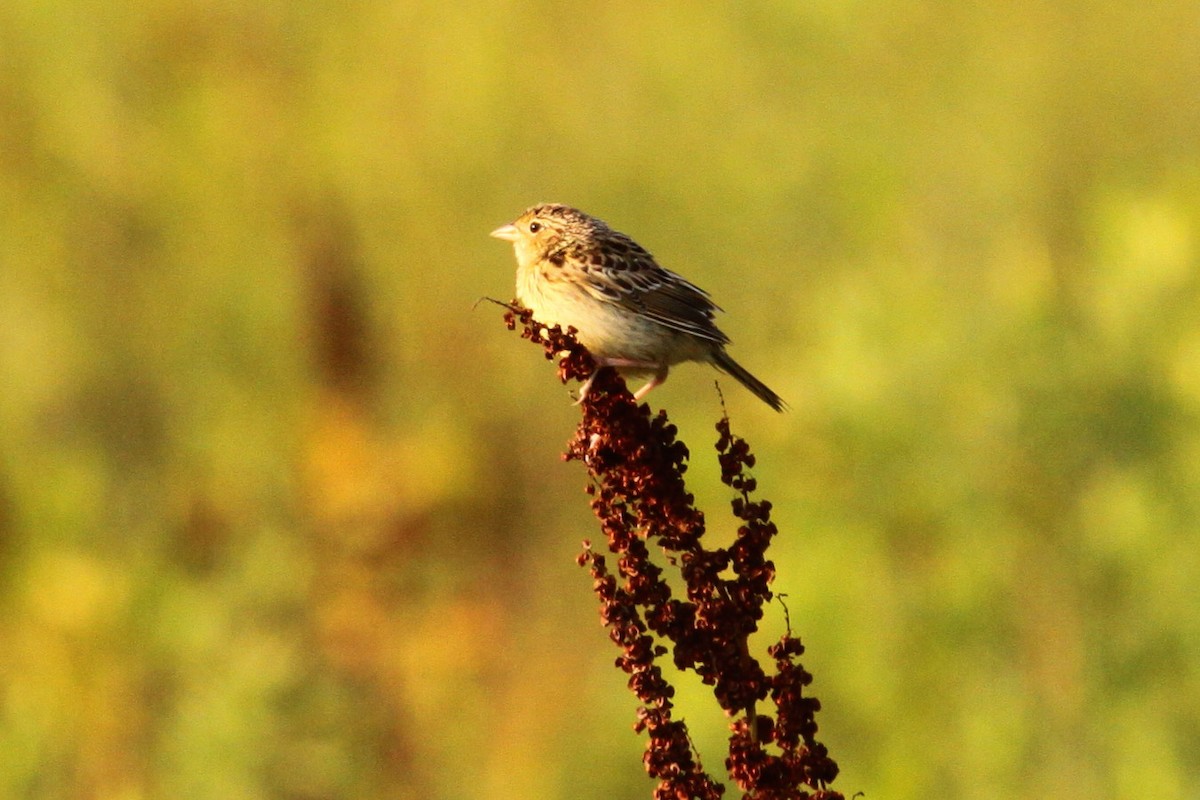 Grasshopper Sparrow - ML638417731