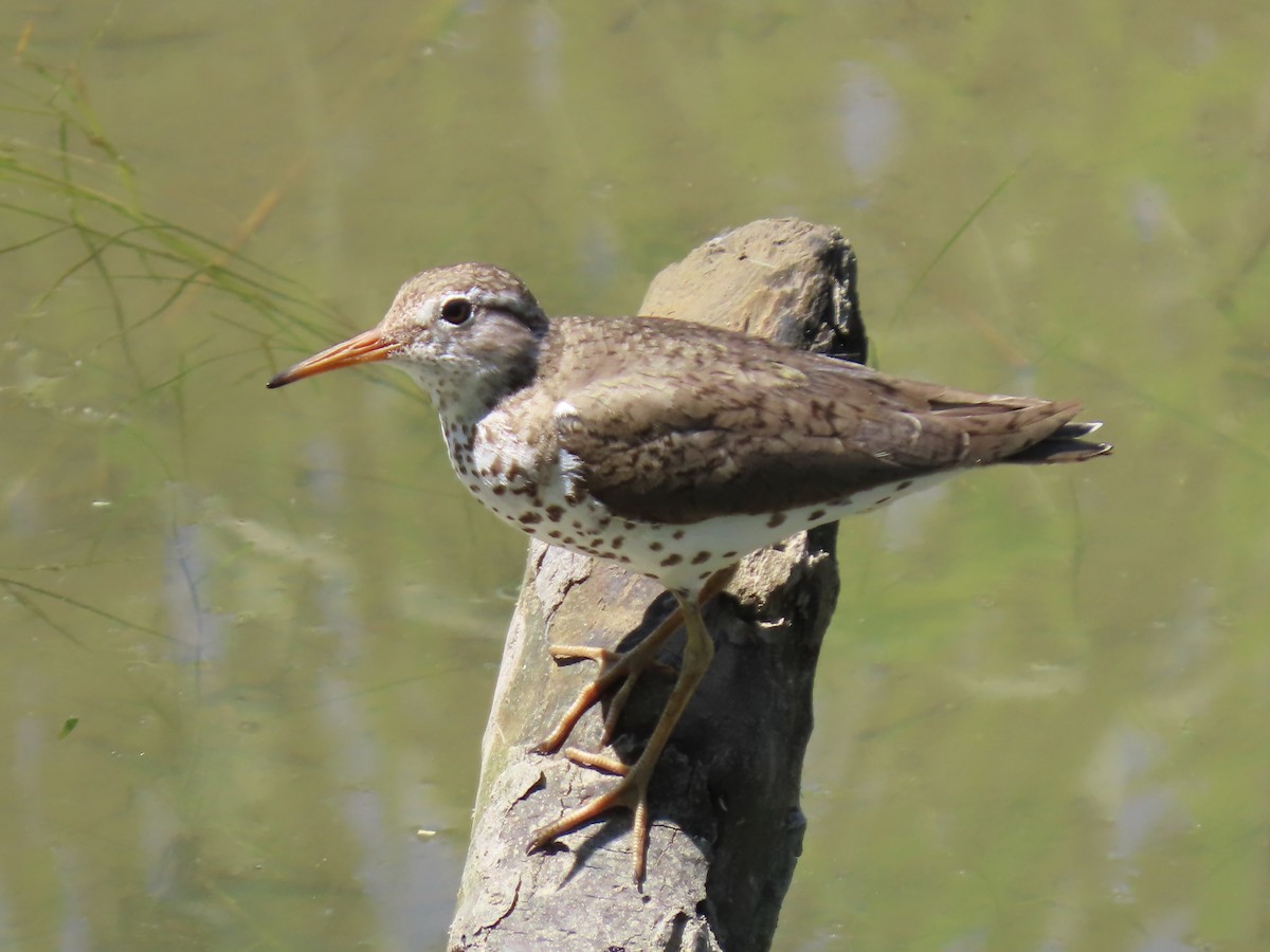 Drosseluferläufer - ML638417780