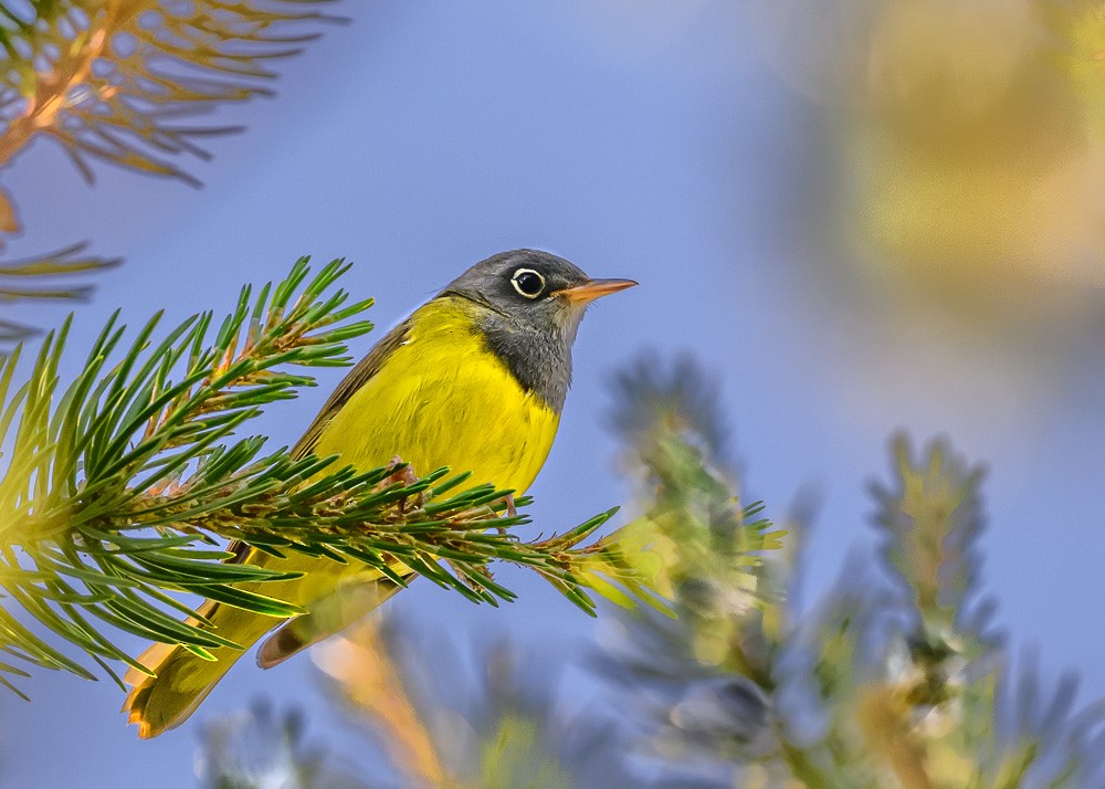 Connecticut Warbler - ML638417811