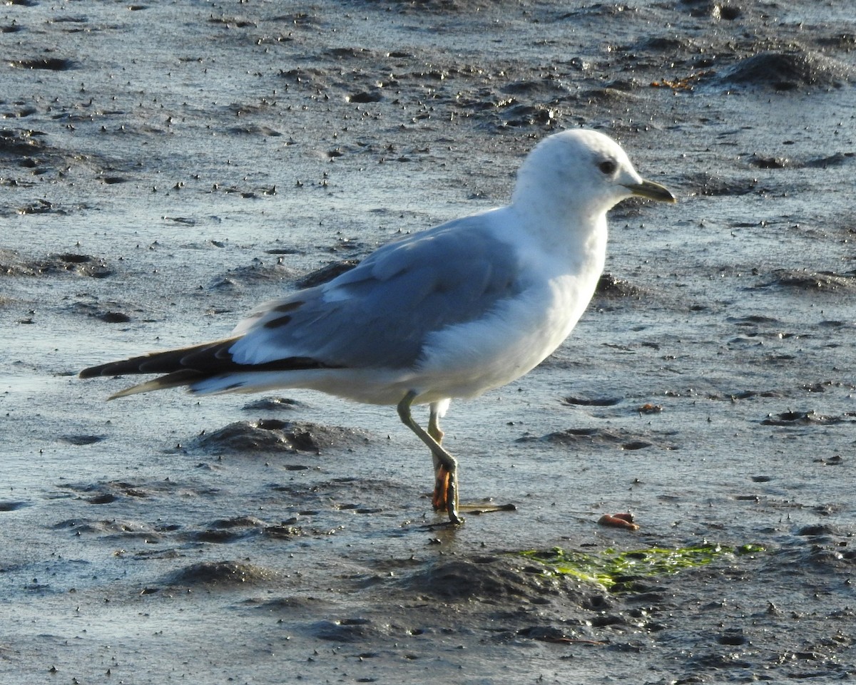 Short-billed Gull - ML638417813