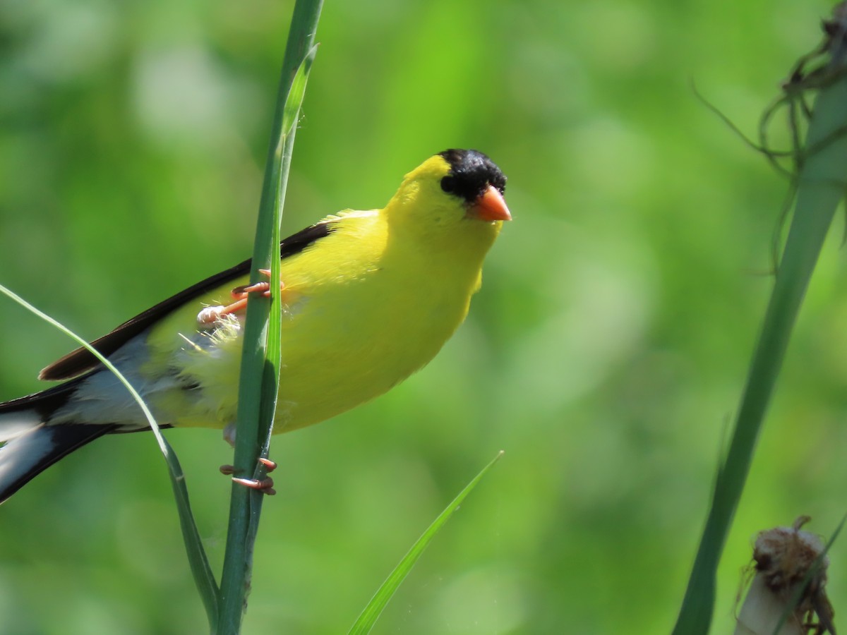 American Goldfinch - ML638417817