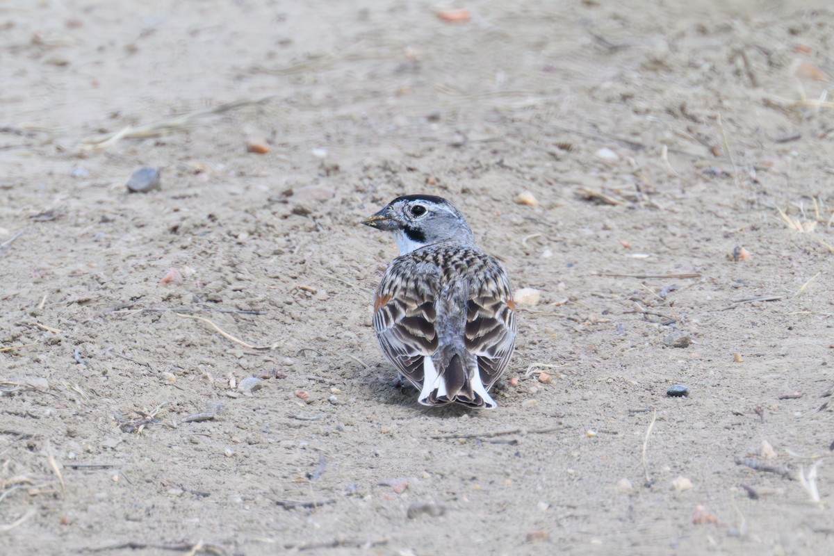 Thick-billed Longspur - ML638417834