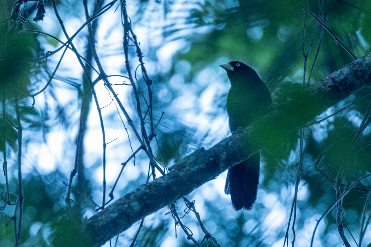 Yellow-billed Cacique - ML638417845