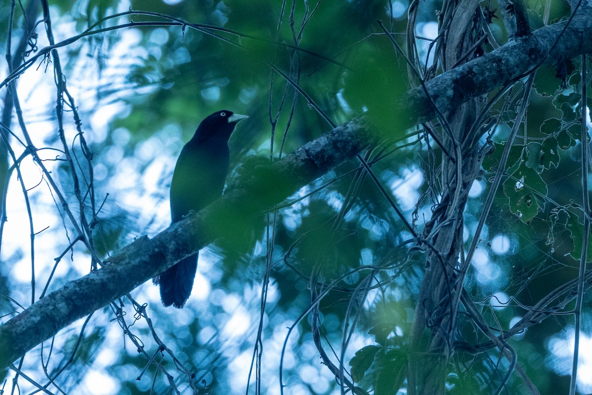 Yellow-billed Cacique - ML638417848