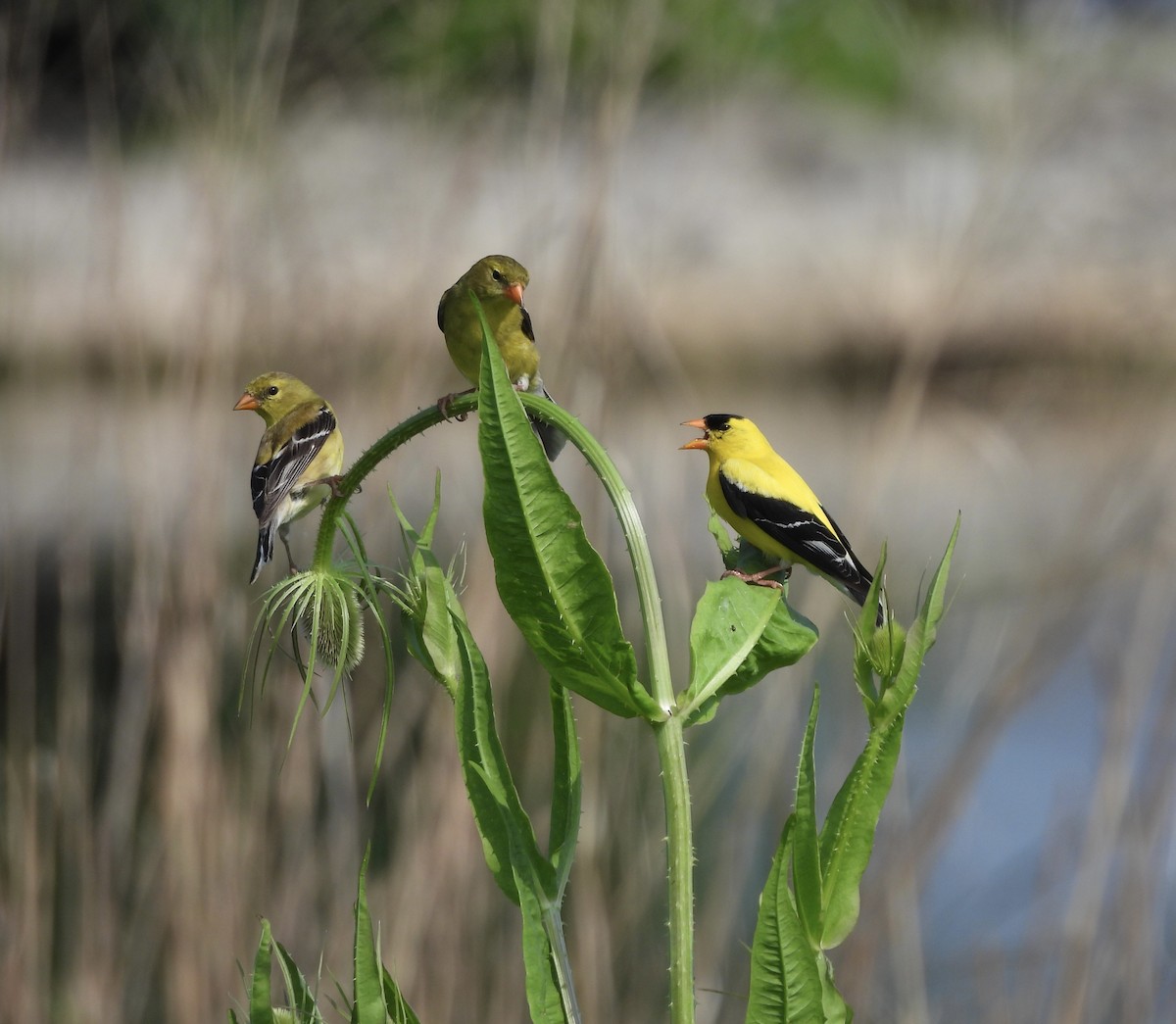 American Goldfinch - ML638417856