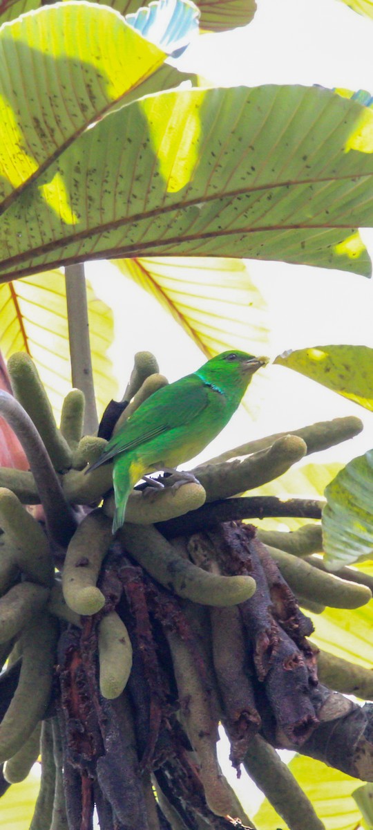 Blue-crowned Chlorophonia - ML638417930