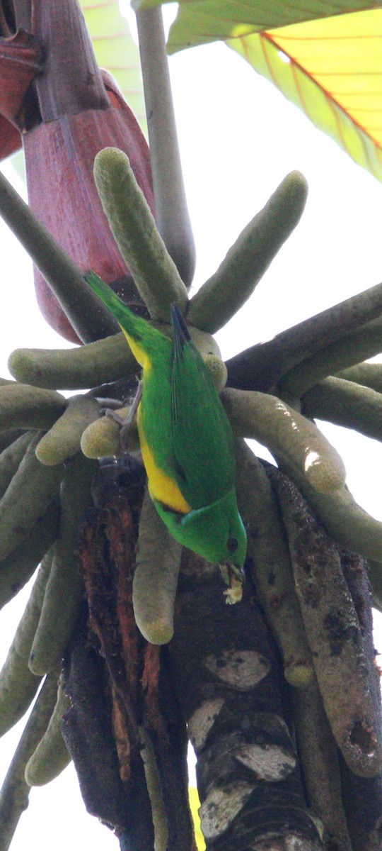 Blue-crowned Chlorophonia - ML638417931