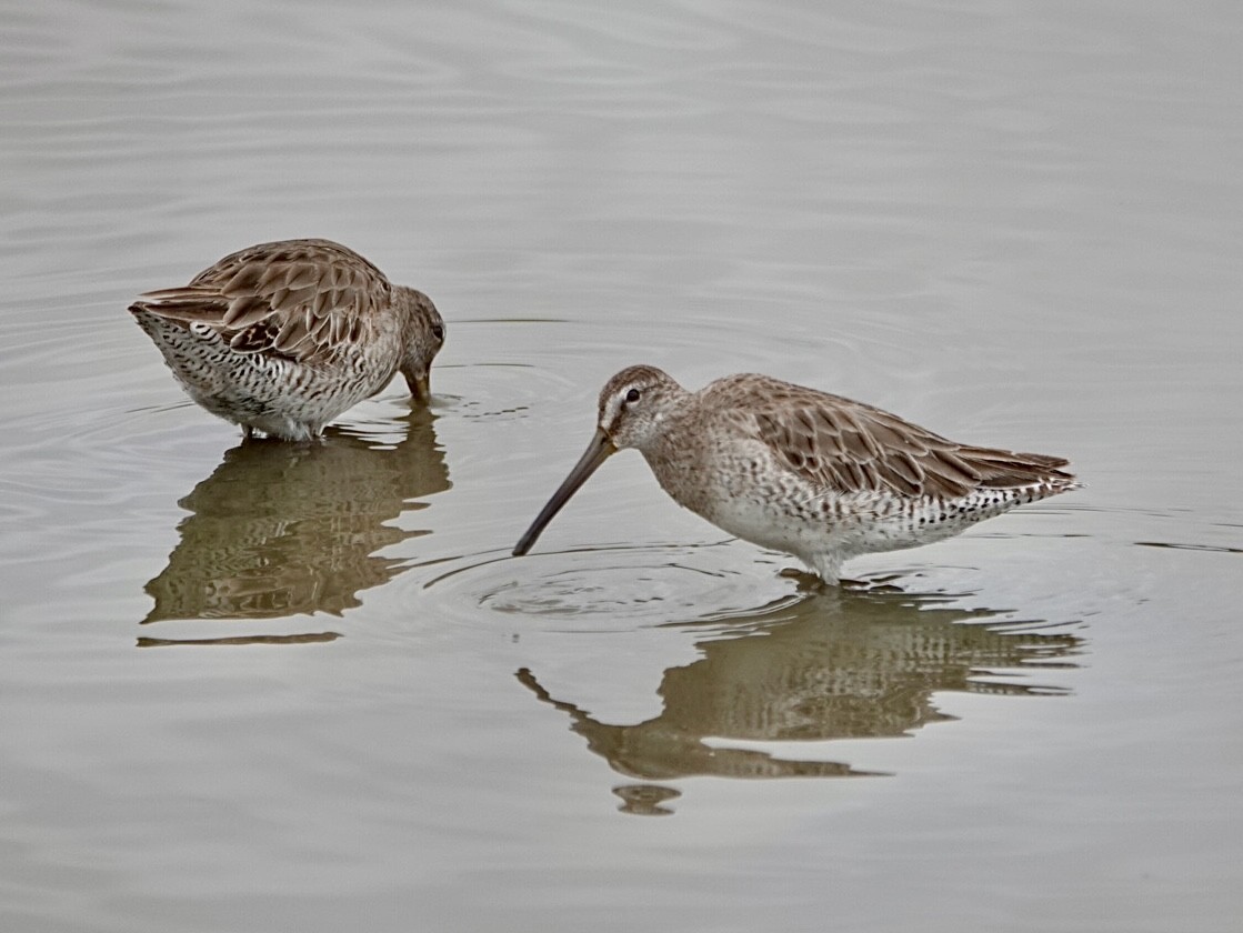 Short-billed Dowitcher - ML638417956