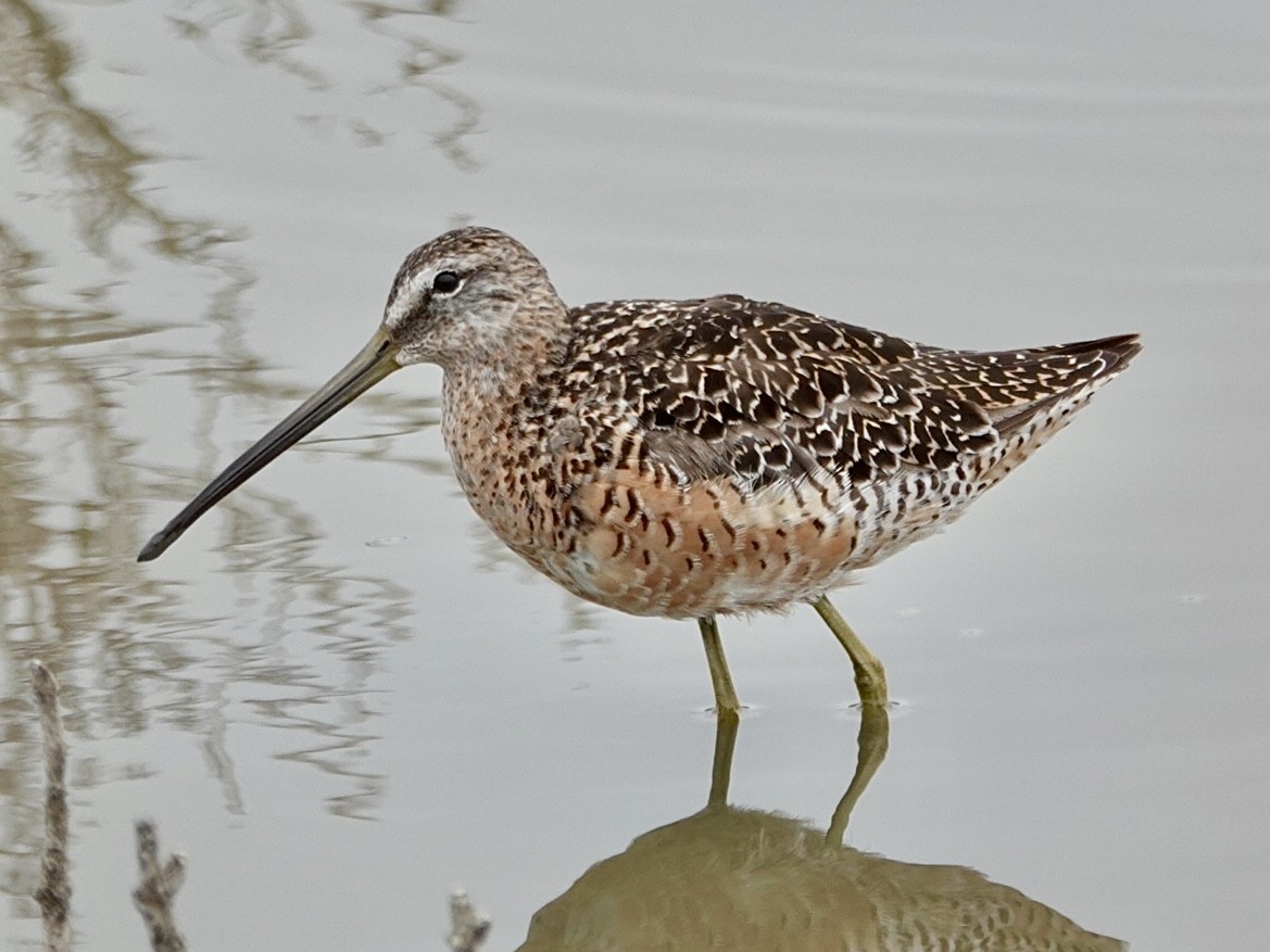 Long-billed Dowitcher - ML638417965