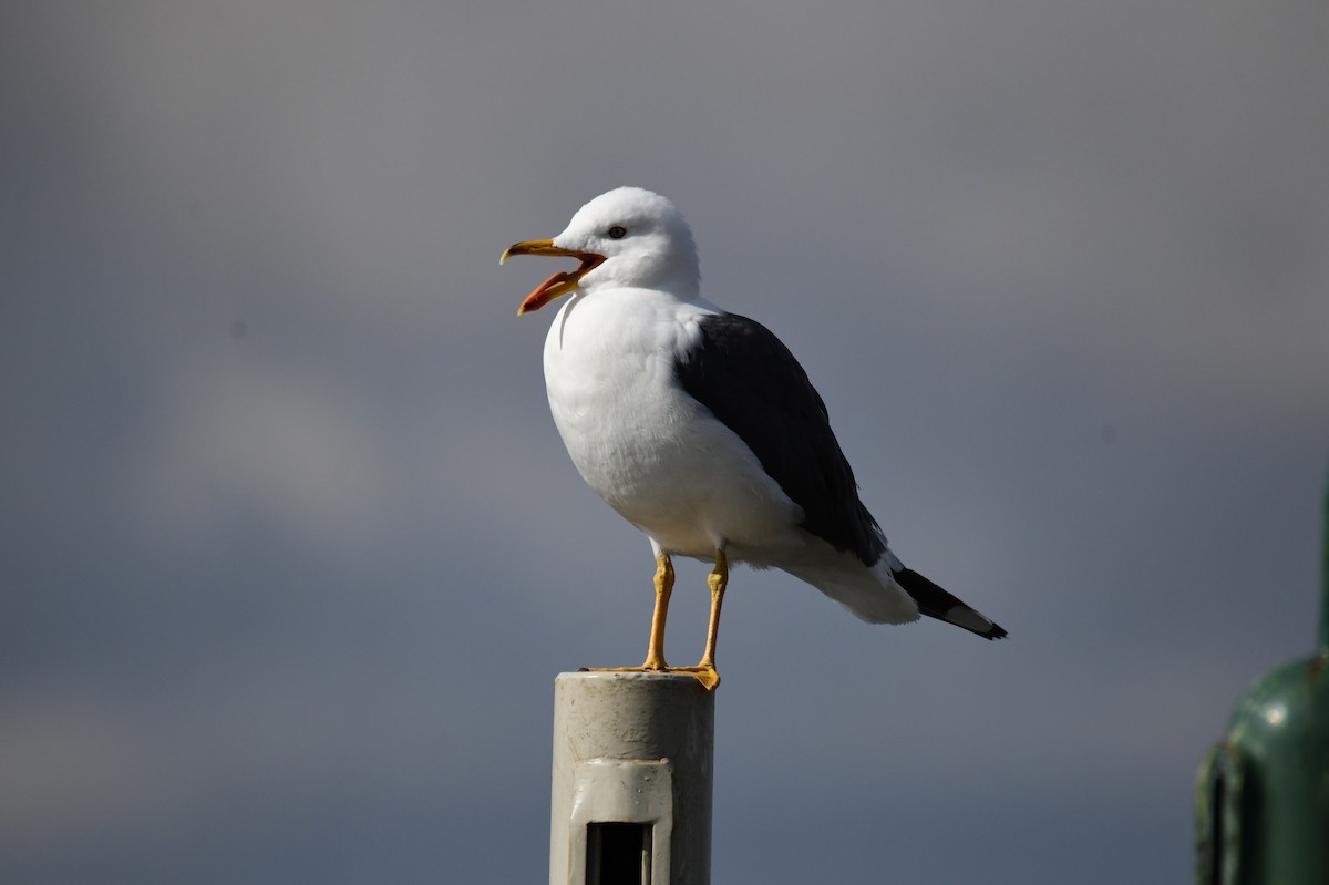 Lesser Black-backed Gull - ML638417968