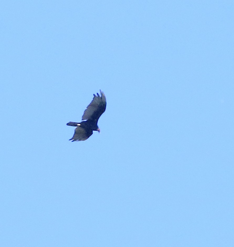 Turkey Vulture - ML638417977