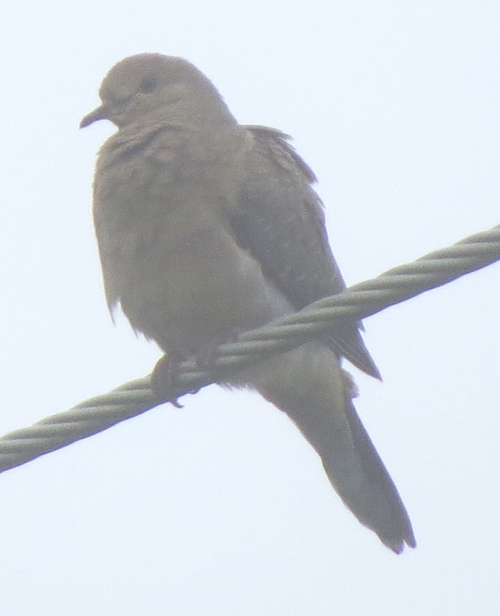 Mourning Dove - ML638418033